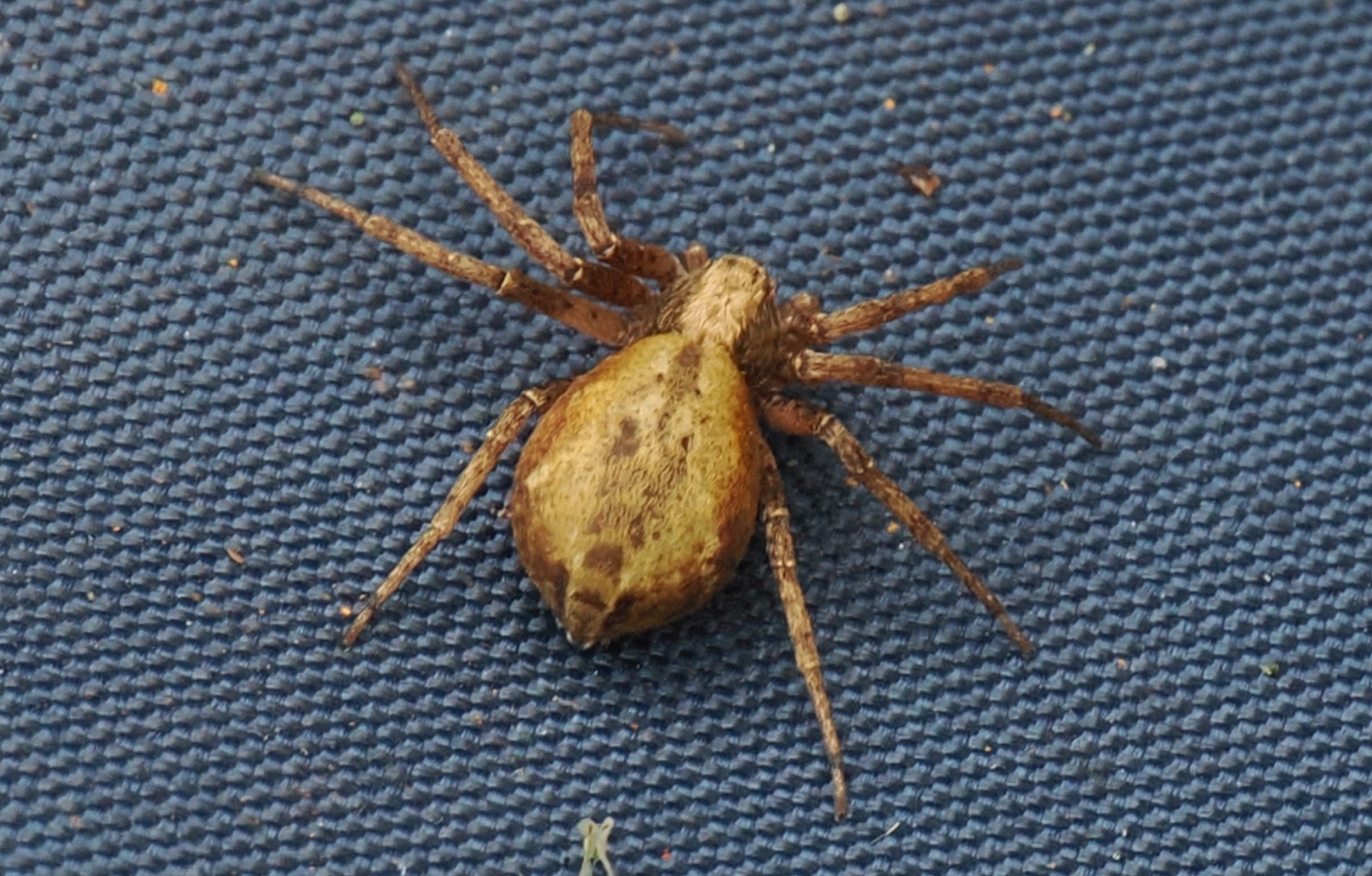 Philodromus-sp